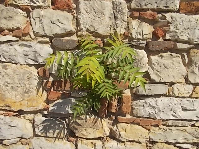 ailanto villa chigi saracini