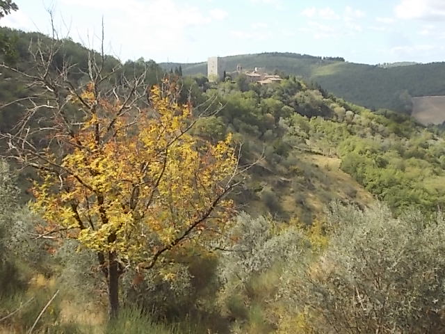 sorbo del salvino vertine