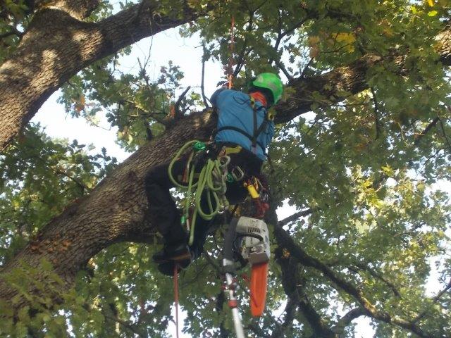 potatura acrobatica quercia tree climbing