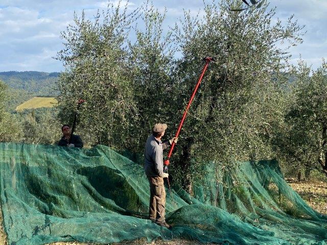 vertine raccolta olive