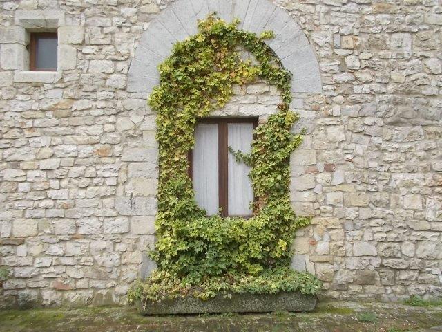 edera vertine su finestra