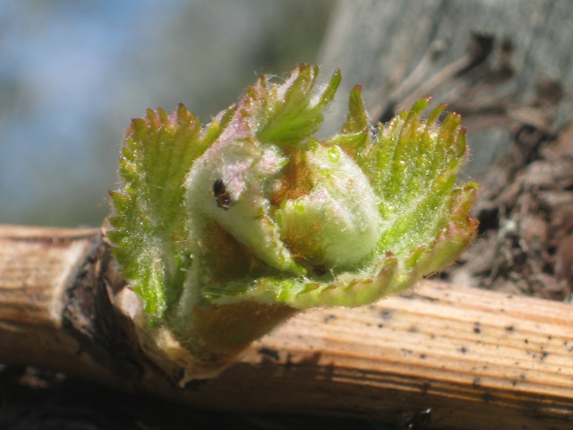 bocciolo-di-sangiovese