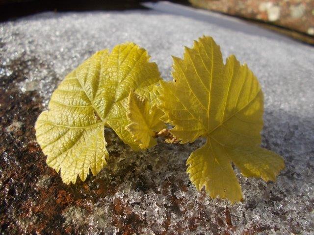 foglia di vite nella neve gennaio 2023
