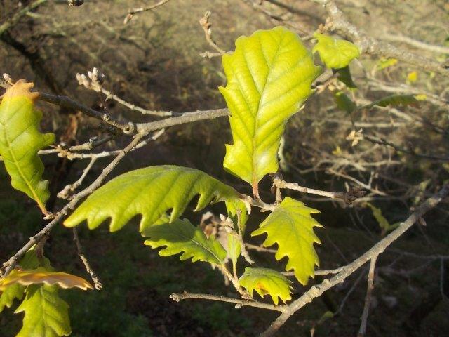foglie nuove quercia vertine gennaio 2023