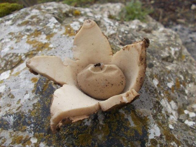 fungo barometro vertine