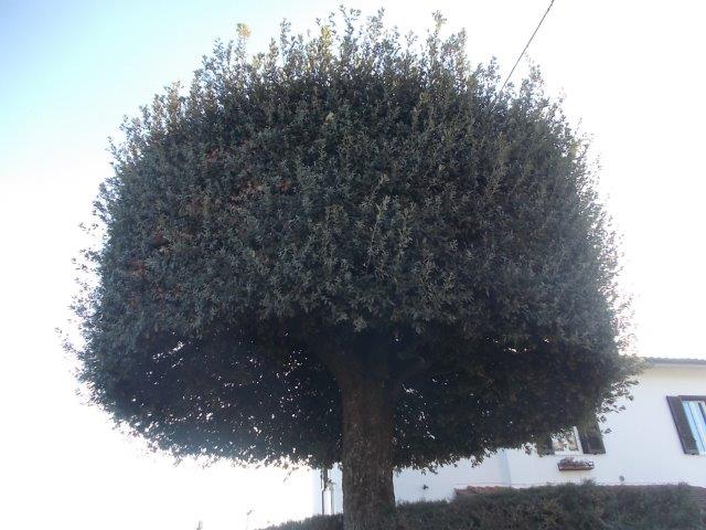 leccio a macina di frantoio