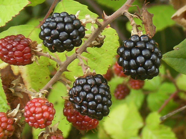 more gennaio vertine