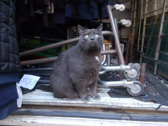 il gatto pubblico di cortona