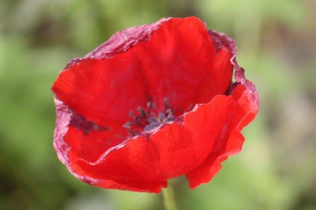 papavero pievasciata febbraio 2023