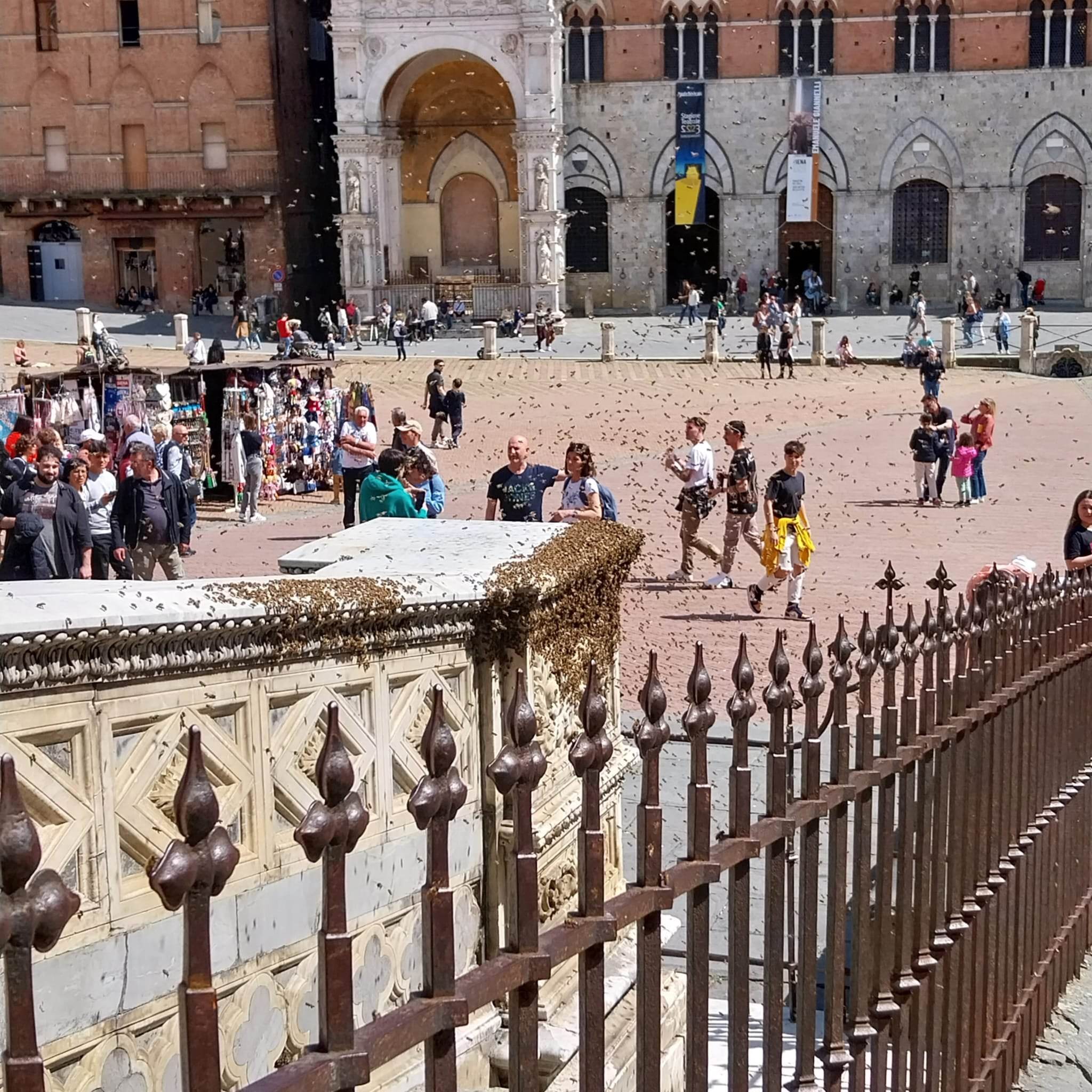 sciame api in piazza del campo foto di federica olla