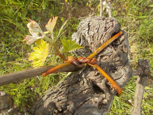 vite legata con il salice