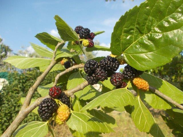 more di moro gelso vertine