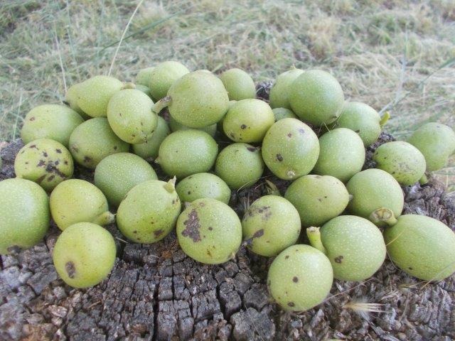 noci da nocino vertine