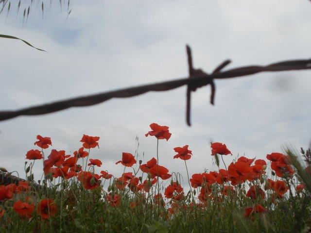 papaveri e filo spinato