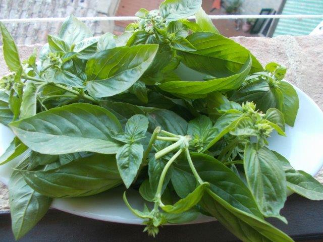 basilico