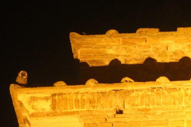 civetta nella torre orologio berardenga (2)