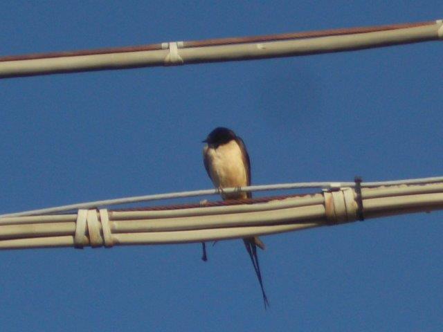 rondini vertine 2023 (7)