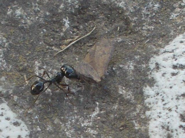 formica animale più forte del mondo