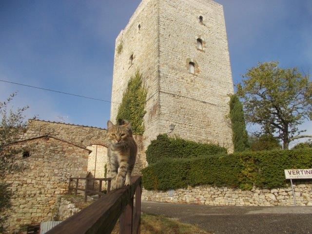 fastidio, il gatto di vasco vertine