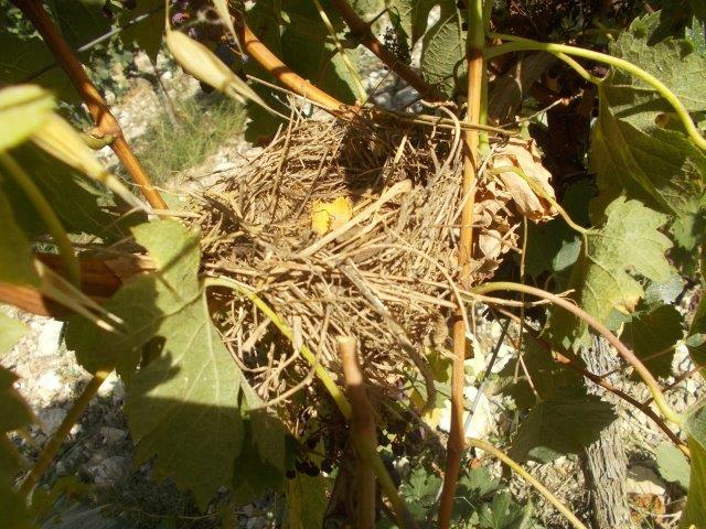 nido nel sangiovese settembre 2023