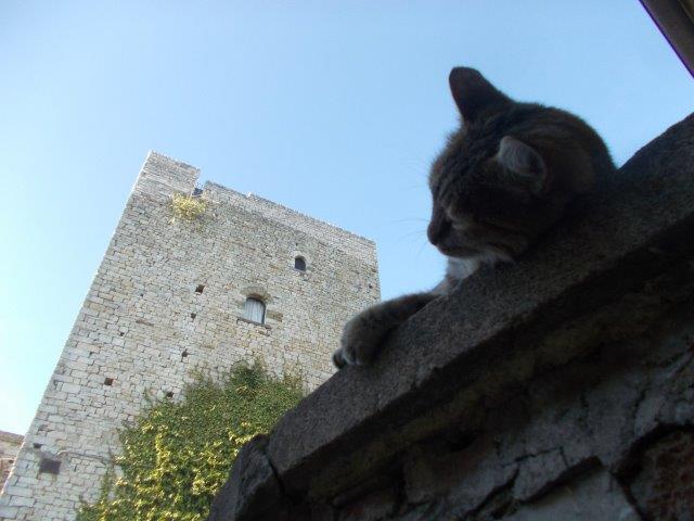 il gatto e la torre di vertine
