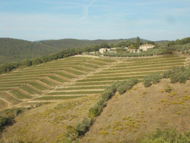 vertine vigna a terrazze piazzole