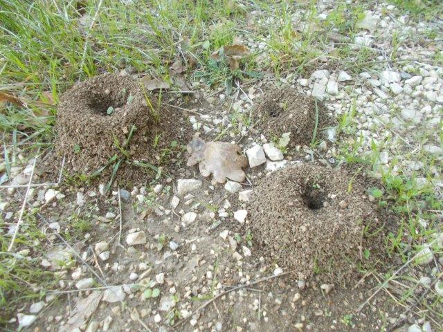 formicai e allerta meteo