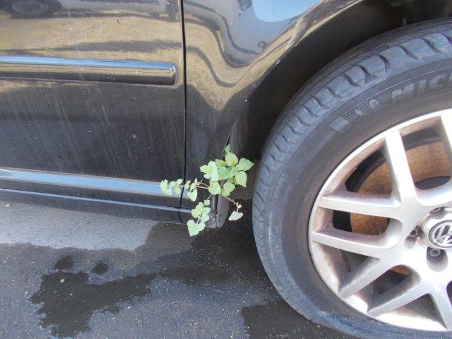 vetriolo parietaria su auto