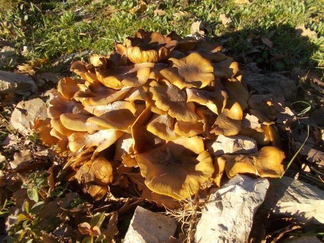 famigliola tronco noce