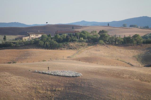 pecore crete senesi tramonto
