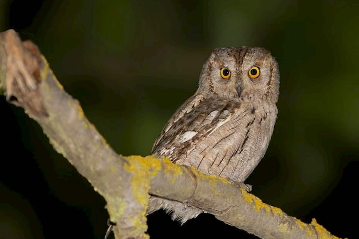 assiolo - chiù foto da biopills