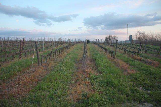 diserbante via del chiantino 24 marzo 2024