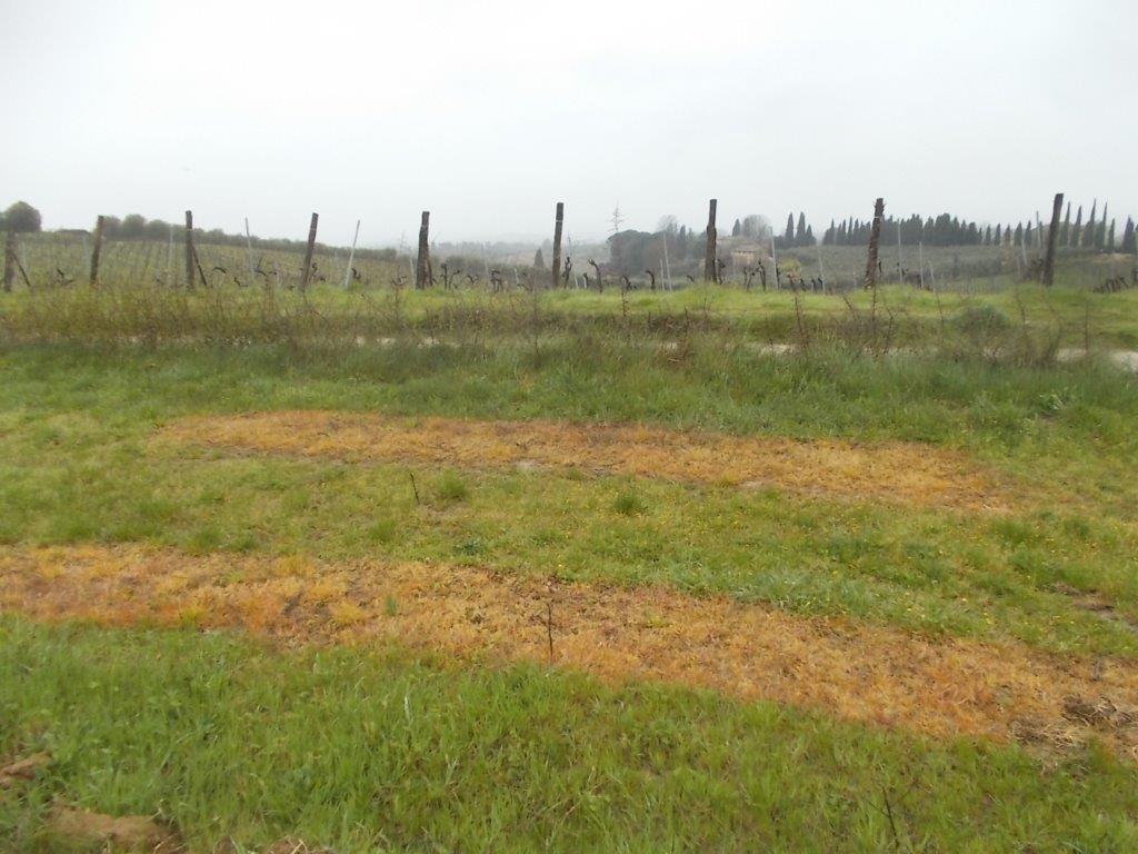 diserbante vista pacina marzo 2024