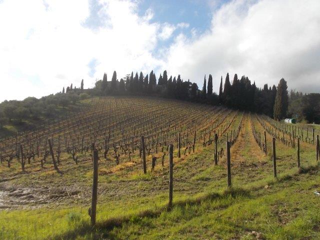 vagliagli diserbante 2024