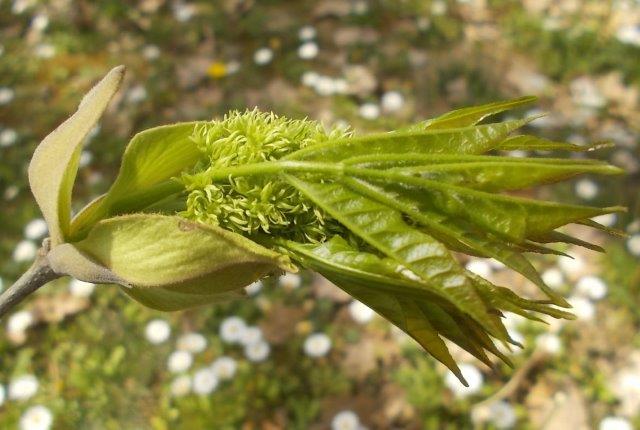 germoglio di quercia