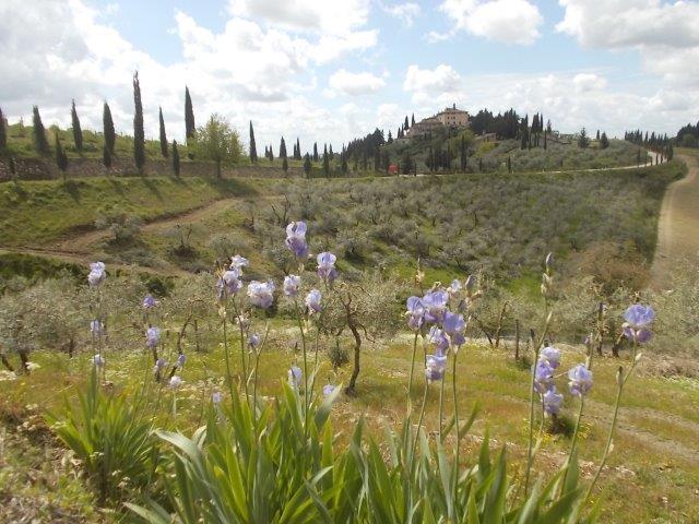 san donato in perano giaggioli aprile 2024
