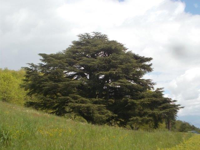 cedro badia a coltibuono