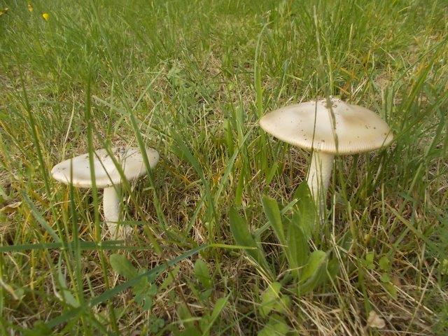 funghi gentili vertine 2024