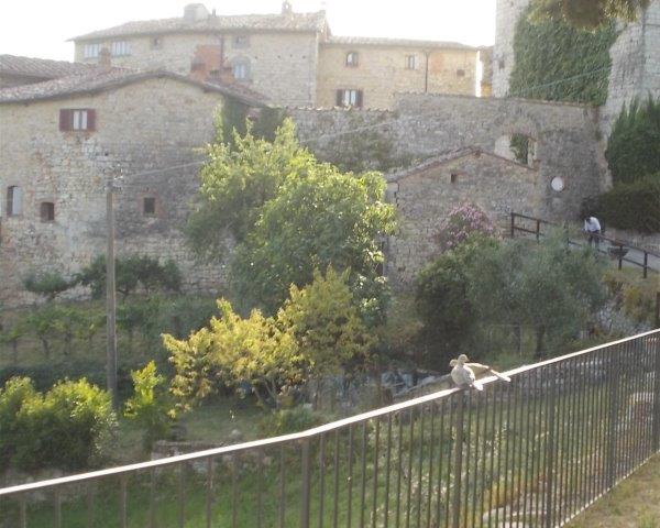 coppia tortore vertine