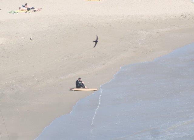 la rondine e il surfista