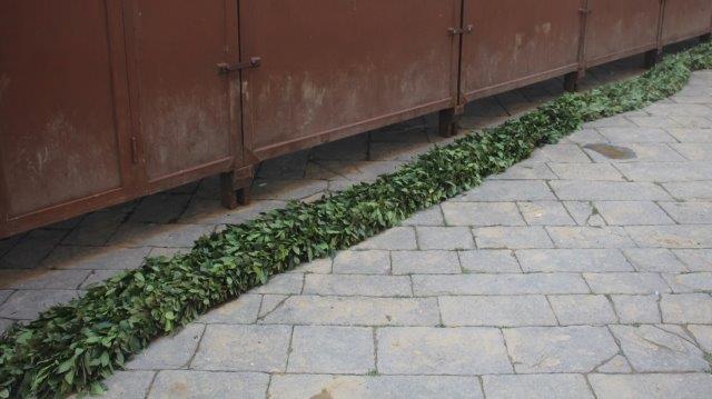 festone alloro palio siena