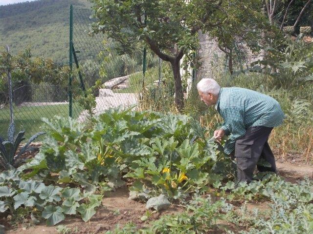 fiori di zucca vertine