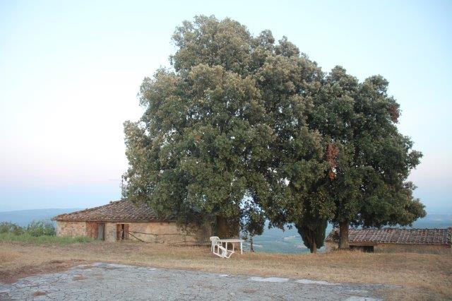 campi berardenga leccio