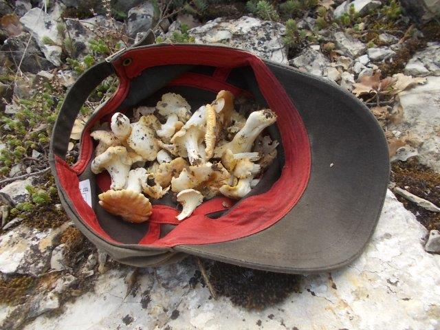 giallarelle vertine settembre 2024