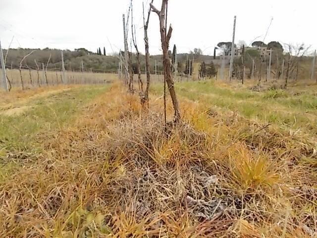 diserbante natalizio chianti