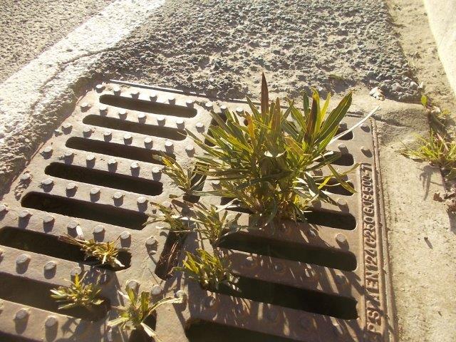 oleandro dal tombino