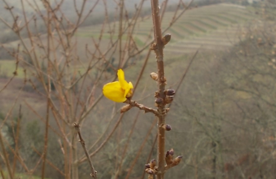 forsizia fiorita gennaio 2025 vertine